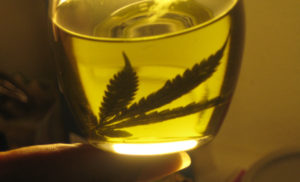 aceite de cannabis medicinal